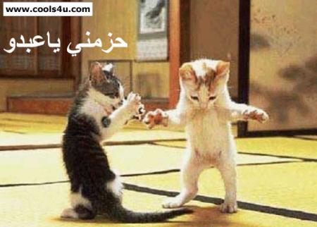 les belles chat